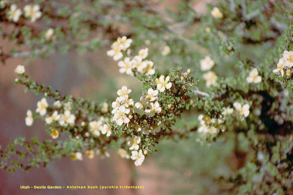 flore utah - antelope bush